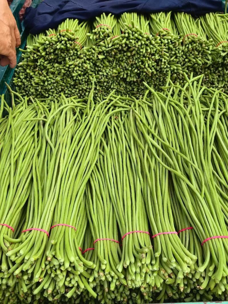 河南博爱精品豆角豇豆长豆角货源充足市场电商加工厂