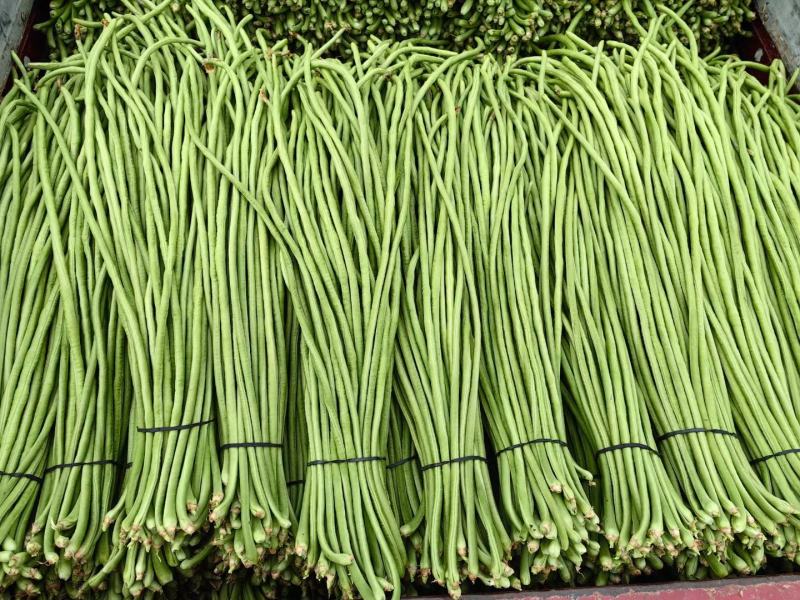 河南博爱精品豆角豇豆长豆角货源充足市场电商加工厂