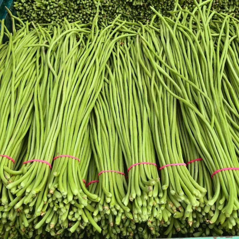 河南博爱精品豆角豇豆长豆角货源充足市场电商加工厂