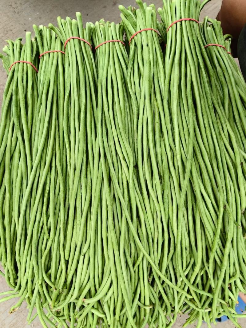 河南博爱精品豆角豇豆长豆角货源充足市场电商加工厂