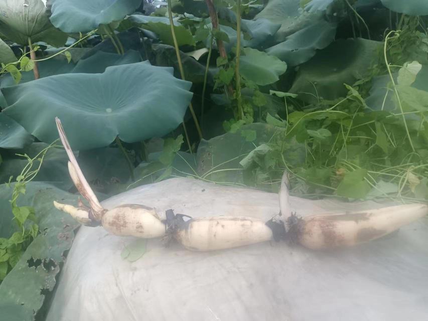 柱状图展示莲藕与豌豆、西兰花等蔬菜的蛋白质含量对比 莲藕与其他蔬菜蛋白质含量对比图