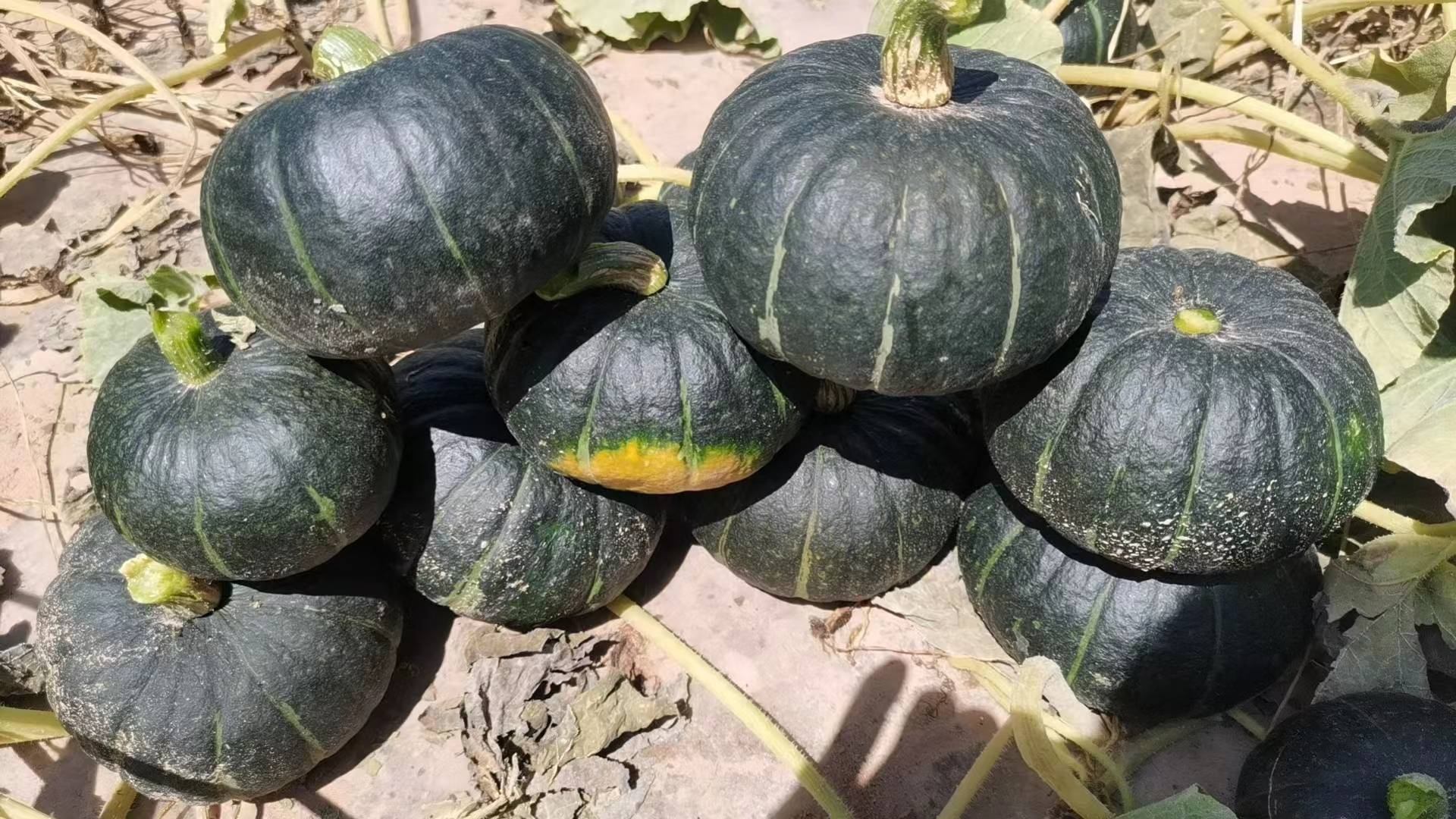 成熟的贝贝小南瓜果实