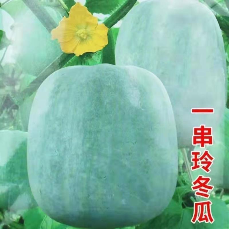 地冬瓜苗冬瓜苗一串铃冬瓜苗嫁接冬瓜苗青皮冬瓜苗