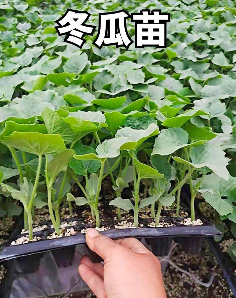 黑将军冬瓜苗米冬瓜苗毛冬瓜苗嫁接冬瓜苗小棒槌冬瓜苗