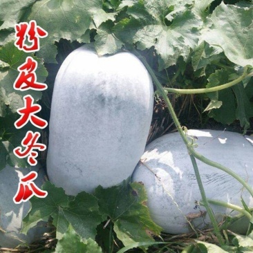 2号冬瓜苗翡翠冬瓜苗铁柱冬瓜苗种苗冬瓜苗包回收