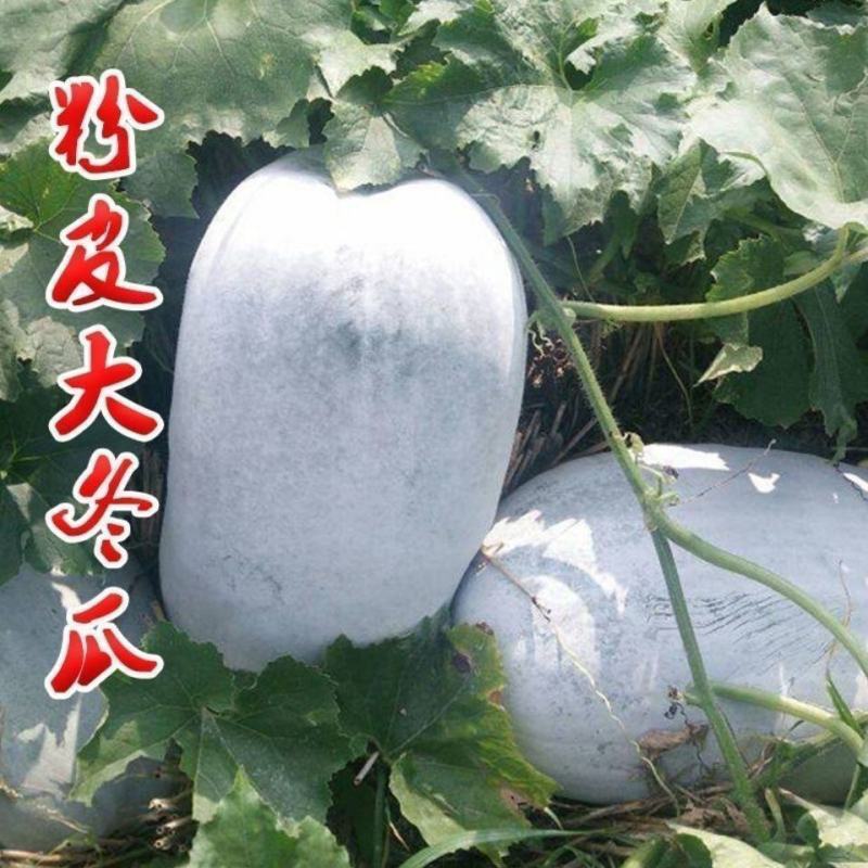 2号冬瓜苗翡翠冬瓜苗铁柱冬瓜苗种苗冬瓜苗包回收