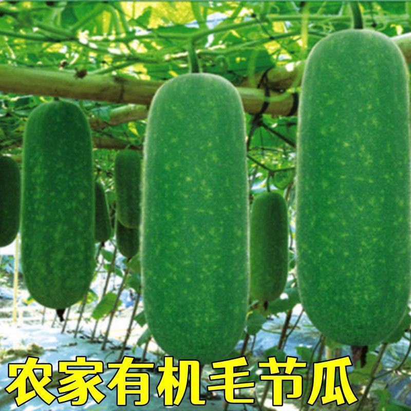 2号冬瓜苗翡翠冬瓜苗铁柱冬瓜苗种苗冬瓜苗包回收