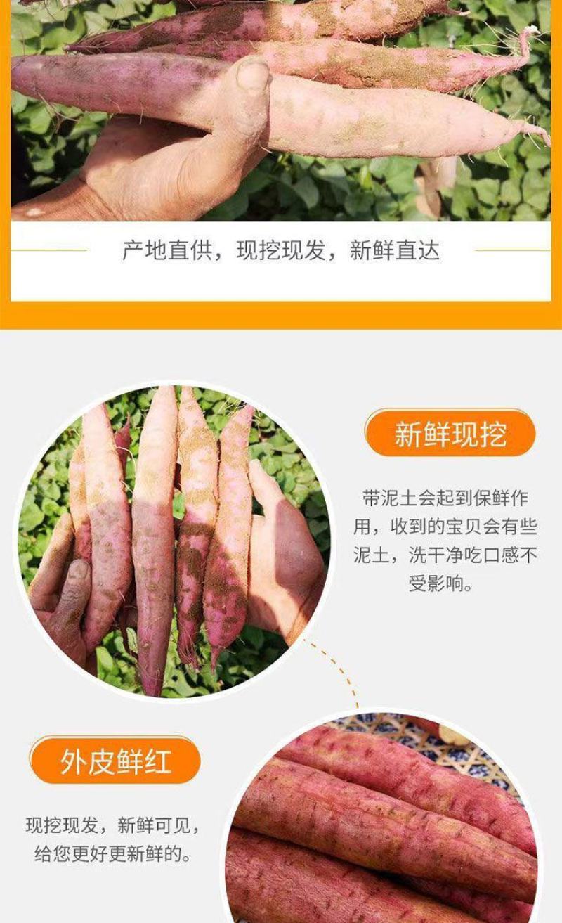 山西黄土高坡，秦薯5号，一件代发
