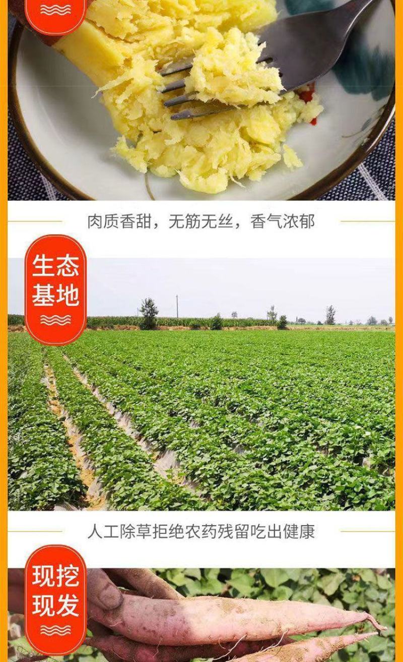 山西黄土高坡，秦薯5号，一件代发