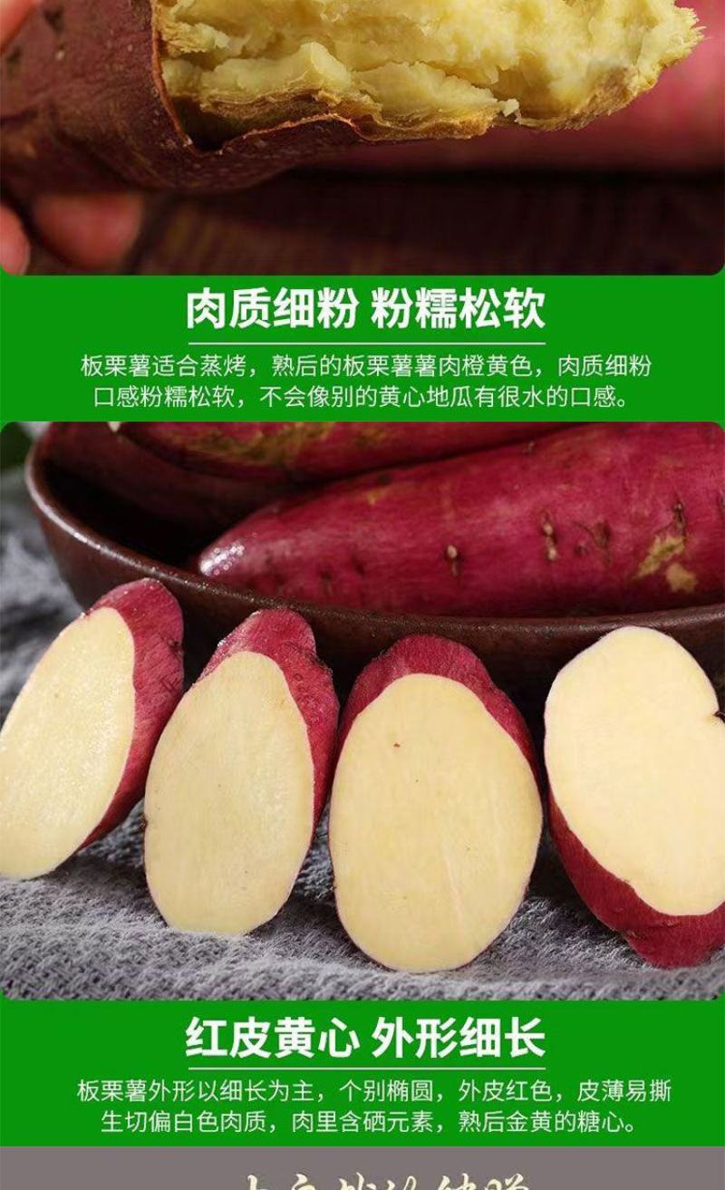 山西黄土高坡，秦薯5号，一件代发