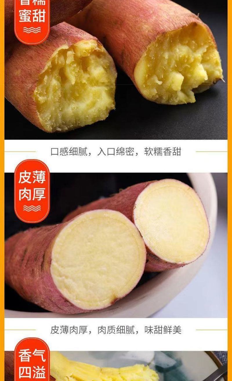 山西黄土高坡，秦薯5号，一件代发