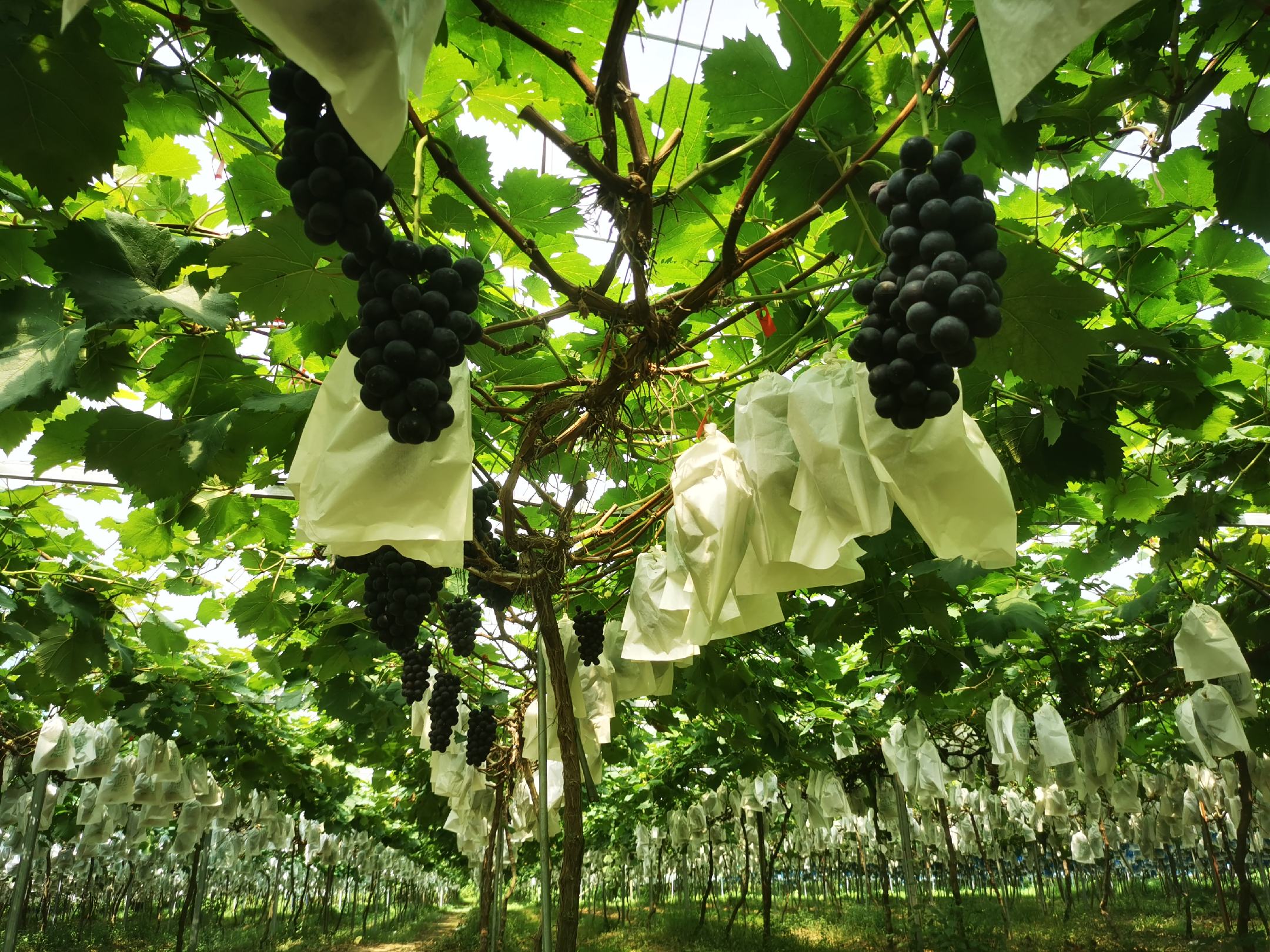 夏黑葡萄果园实景
