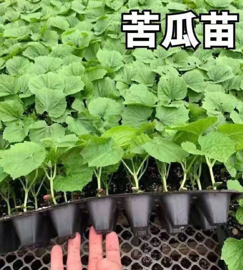 苦瓜苗绿元帅苦瓜苗苹果苦瓜苗青苦瓜苗苦瓜苗嫁接苗