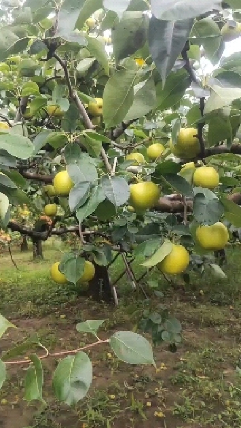皇冠梨