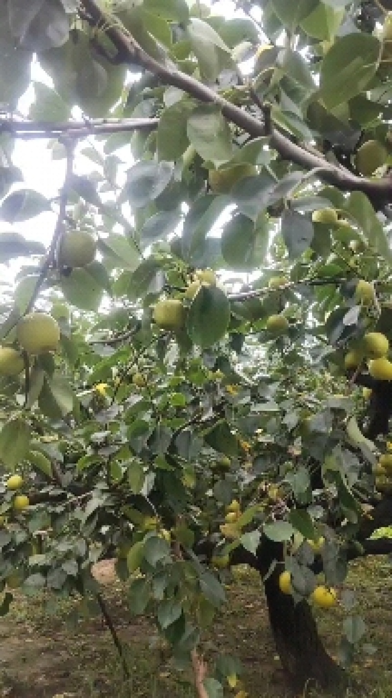 皇冠梨