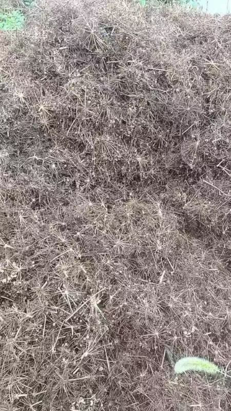优质纯新两年白芷种子、保证芽率、基地直供、自产自销