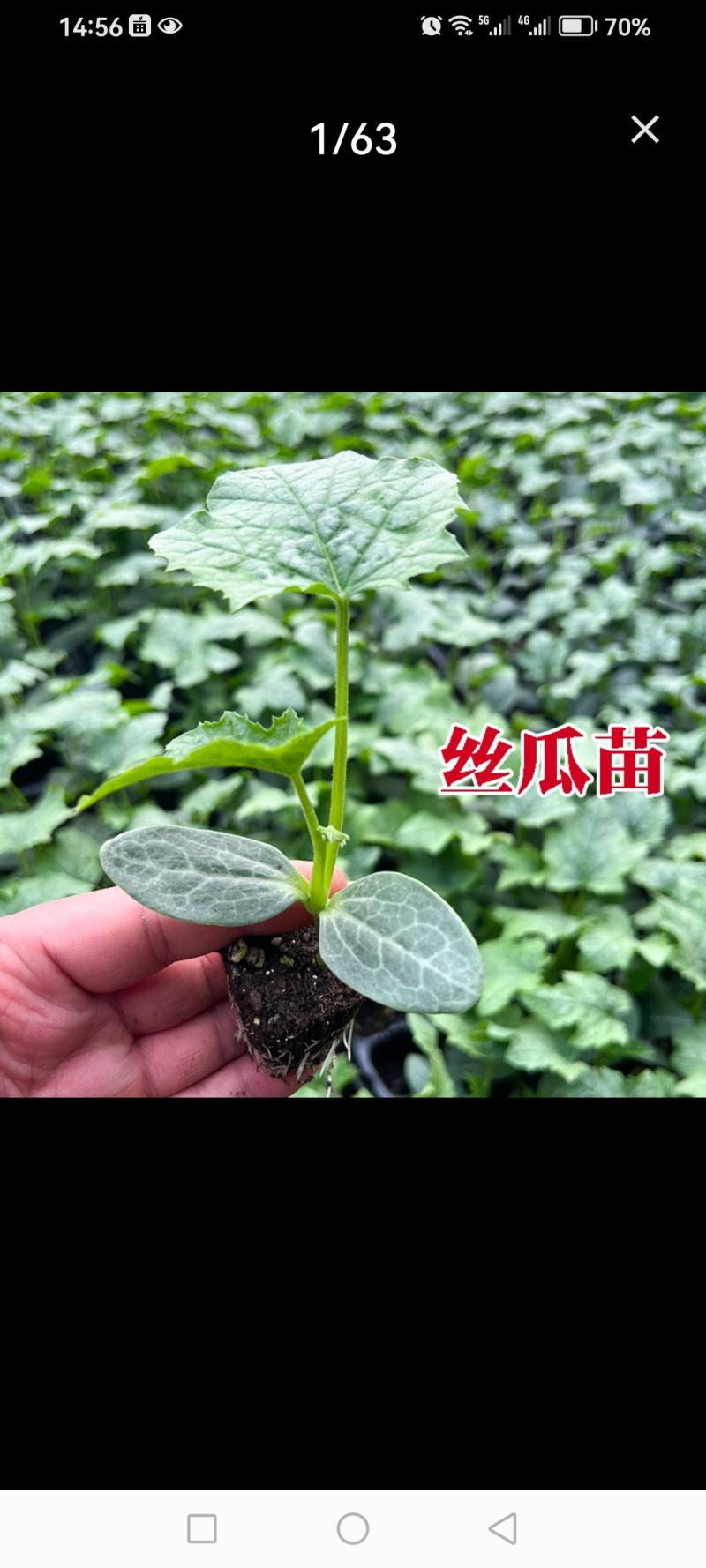 八角丝瓜苗苹果丝瓜苗丝瓜苗嫁接苗白玉丝瓜苗包回收