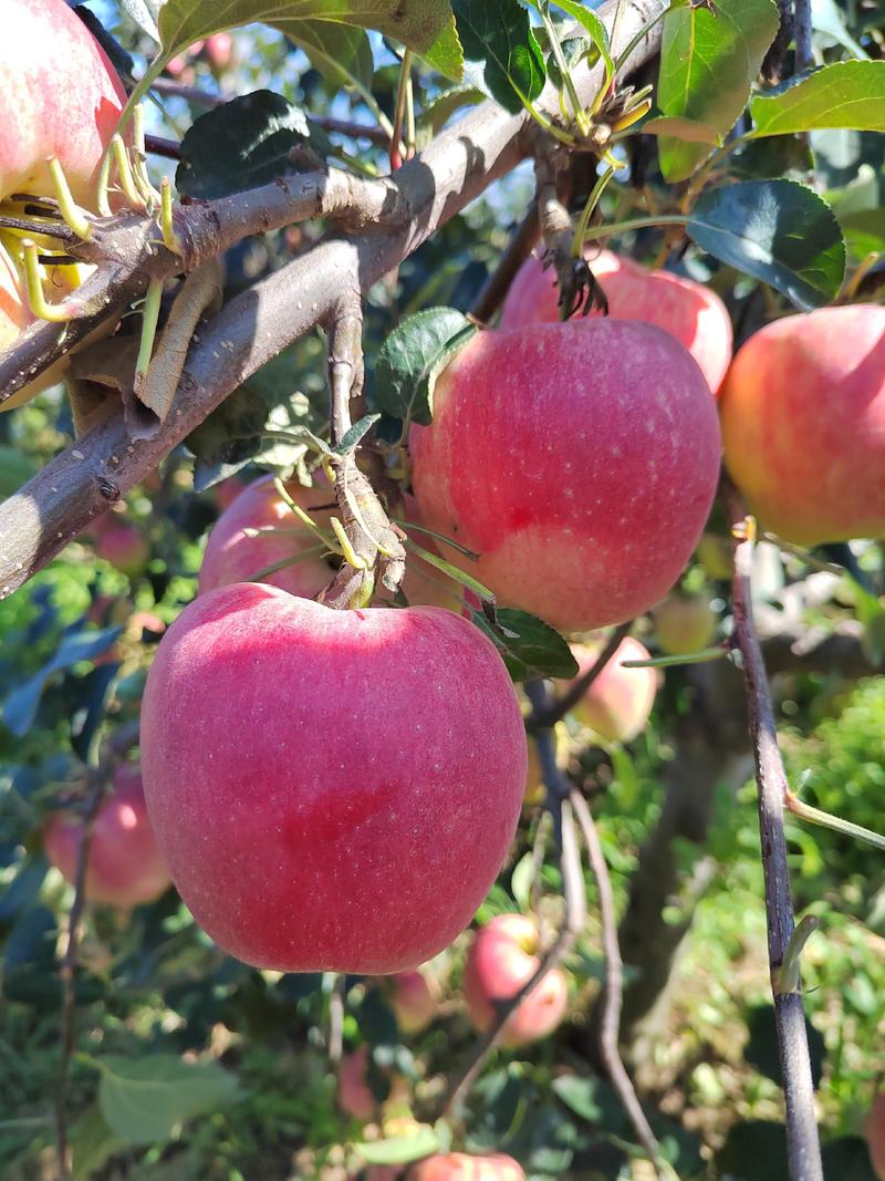 辽宁绥中鲁丽苹果大量上市了，质量好！个头大，高桩。