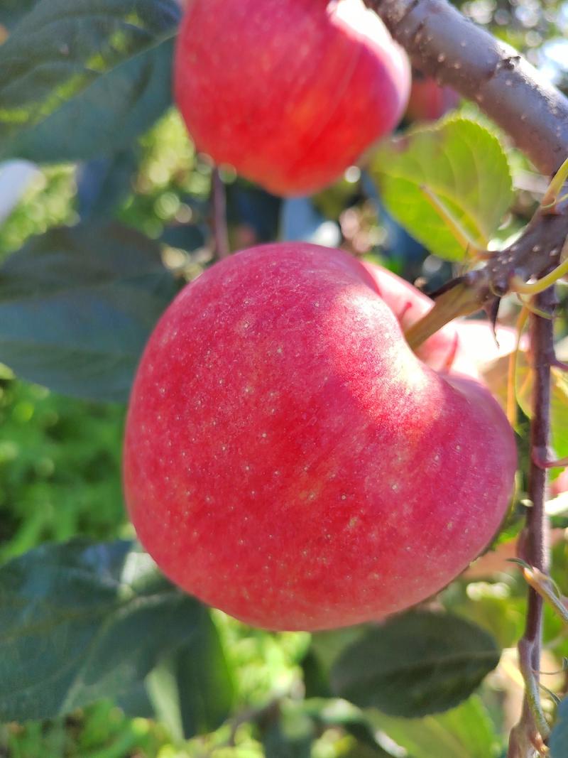 辽宁绥中鲁丽苹果大量上市了，质量好！个头大，高桩。