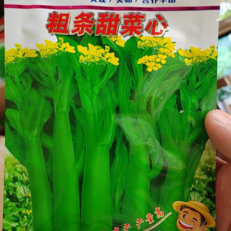 菜心种子粗油青甜菜心菜苔种籽夏秋四季农家田园