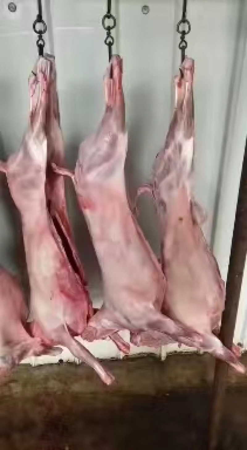 现宰羊腔子，羊白条