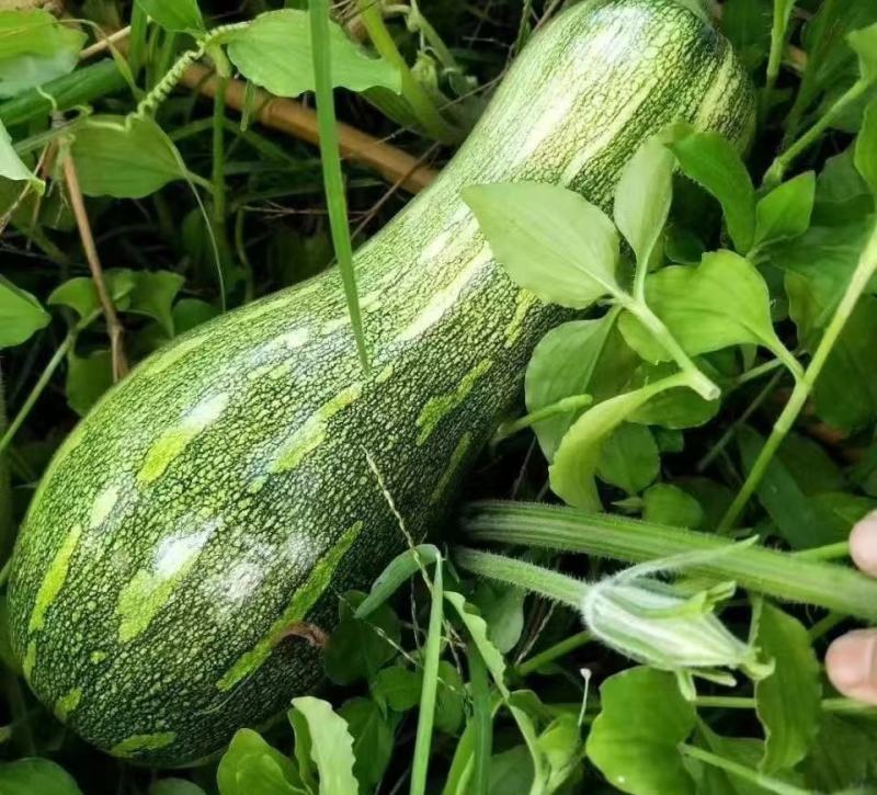 绿皮南瓜苗花生南瓜苗橄榄蜜南瓜苗花生蜜南瓜苗包回收