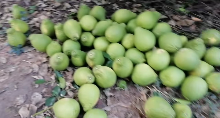葡萄柚果皮精油提取过程