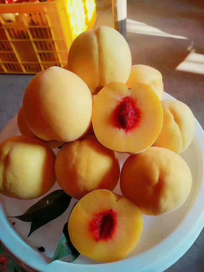 [炎陵黄桃]精品锦绣黄桃湖南黄桃规格齐全支持一件代发