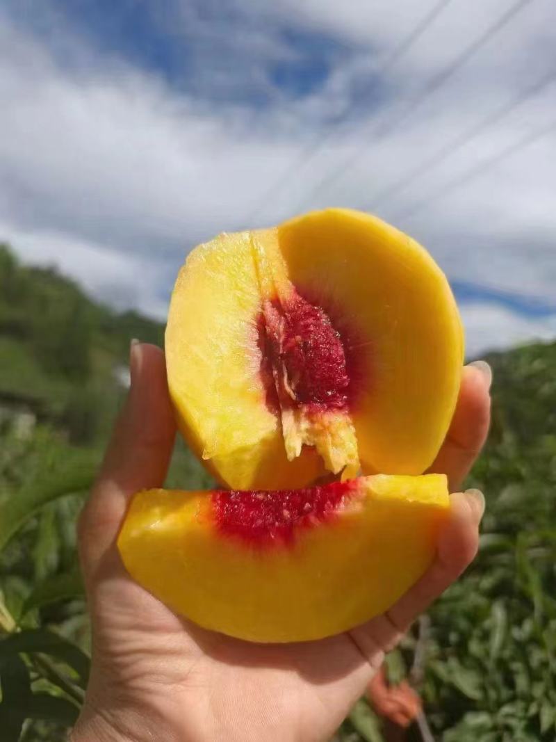 [炎陵黄桃]精品锦绣黄桃湖南黄桃规格齐全支持一件代发