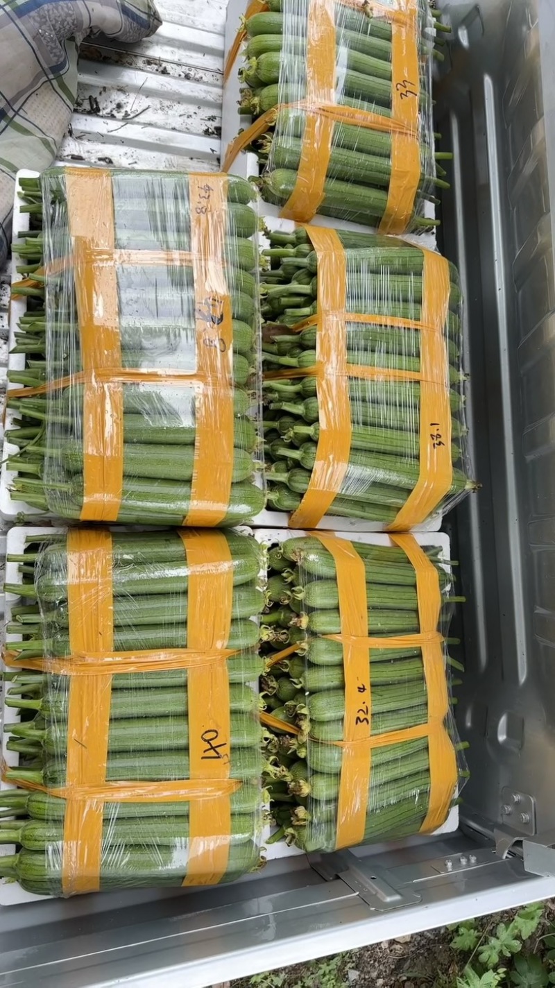 新鲜油皮丝瓜现摘现发每天大量有货