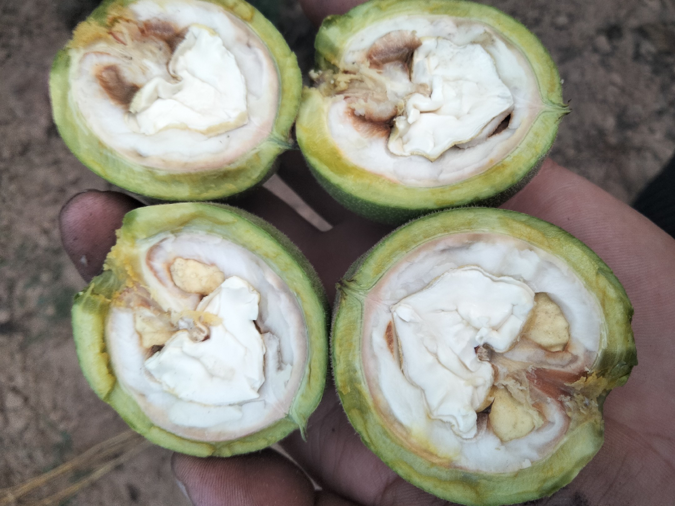 秋子核桃青皮实物图