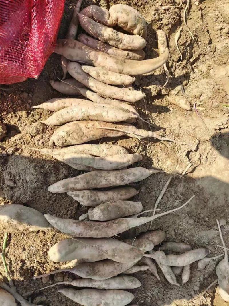 冰糖心白哈密红薯，甜糯无丝，条型均匀需要的联系