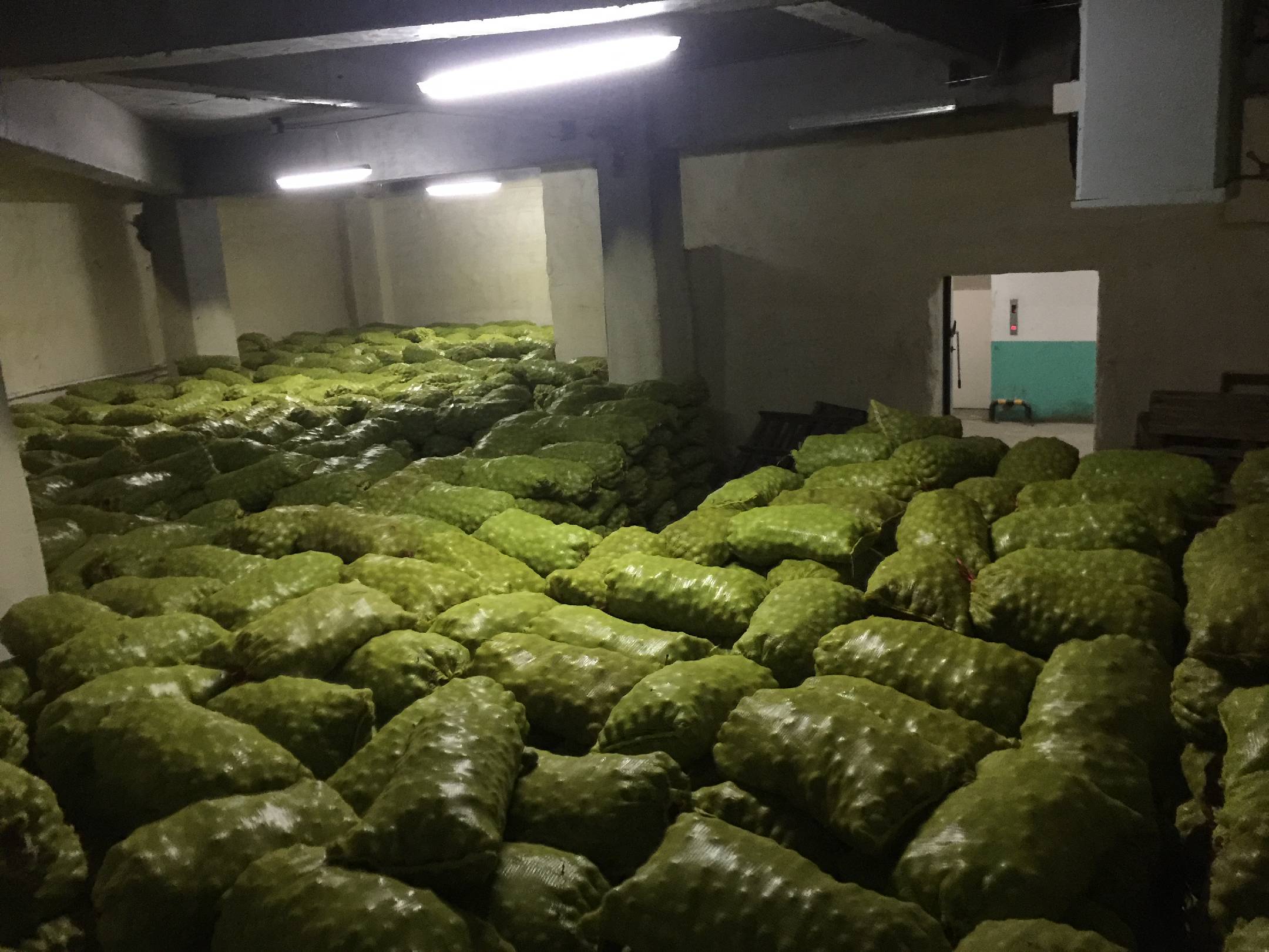 青皮核桃的储存方式示意图