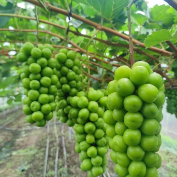山东胶东半岛阳光玫瑰，晴王葡萄，青岛莱西阳光玫瑰