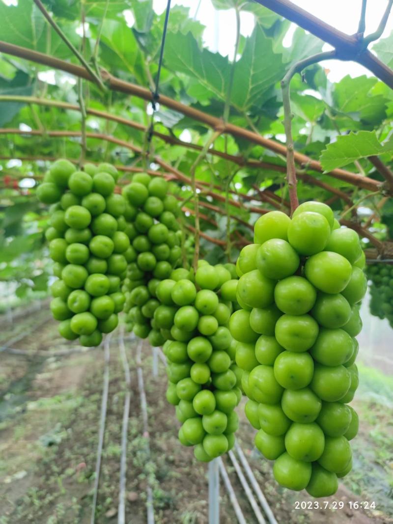 山东胶东半岛阳光玫瑰，晴王葡萄，青岛莱西阳光玫瑰