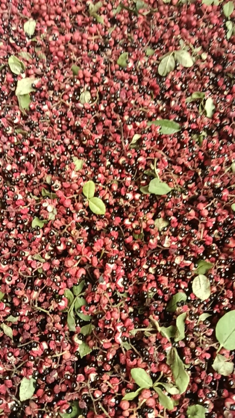 汉源花椒干花椒