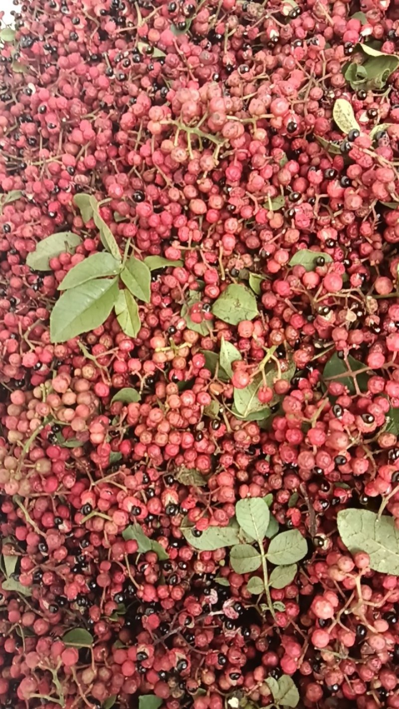 汉源花椒干花椒