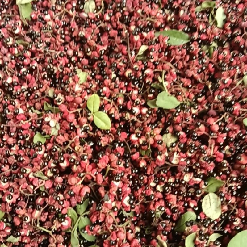 汉源花椒干花椒