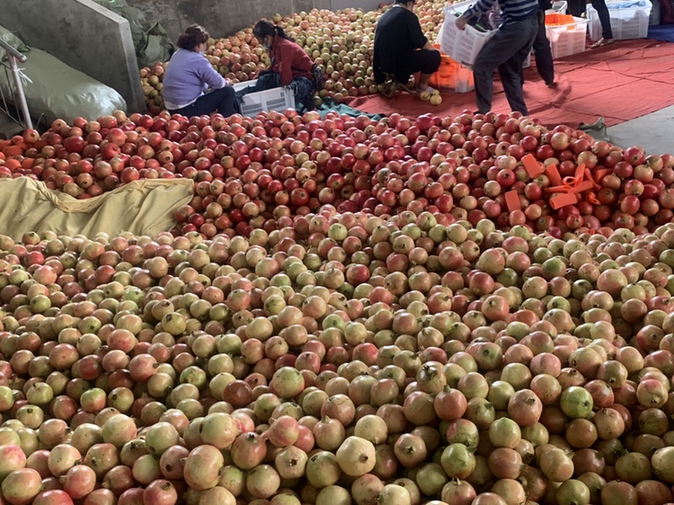 农民在果园中采摘成熟的突尼斯软籽石榴