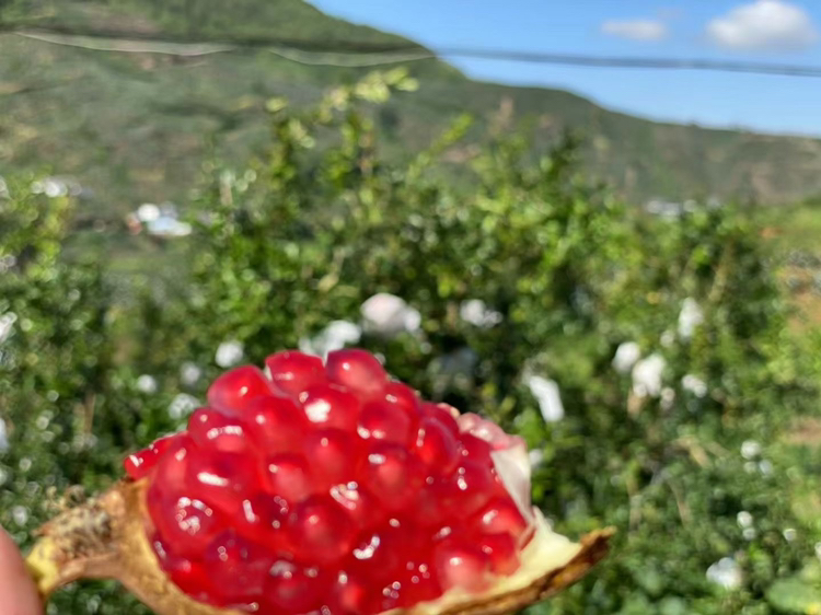 一颗成熟饱满的突尼斯软籽石榴,果皮呈粉红至淡紫红色,表面光滑有光泽,切开后果粒晶莹剔透,呈深宝石红色,籽粒柔软多汁,排列紧密,背景为阳光照射下的果园环境 突尼斯软籽石榴特写