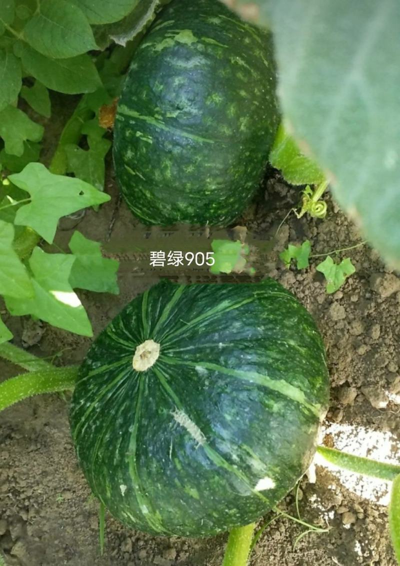 全新鲜食绿皮甜糯南瓜种子，一手货源。