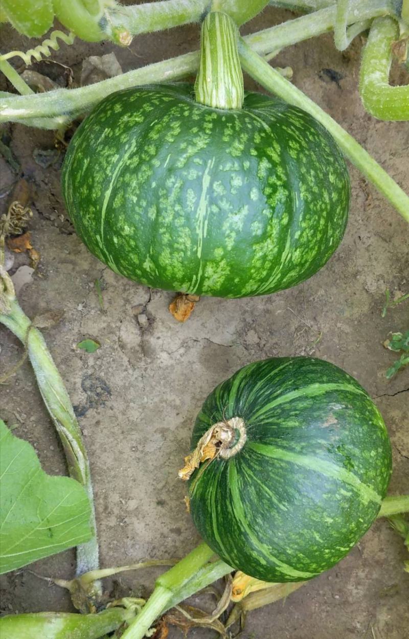全新鲜食绿皮甜糯南瓜种子，一手货源。