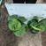龟背竹室内盆栽净化新鲜空气居家室内成本绿植盆栽易养护打理