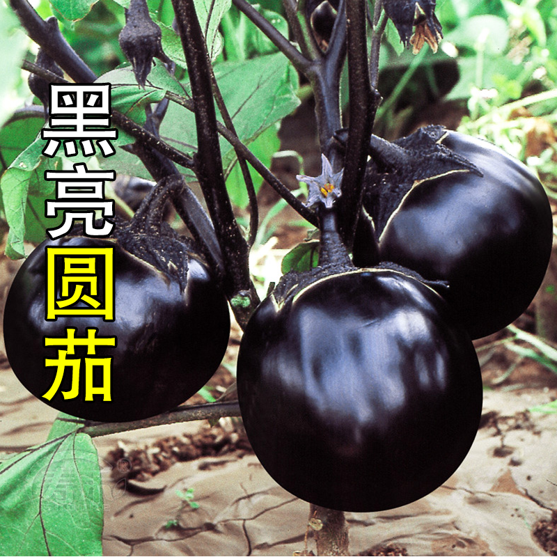 圆茄苗茄子苗嫁接茄苗快园茄苗紫光圆茄子苗黑亮圆茄苗