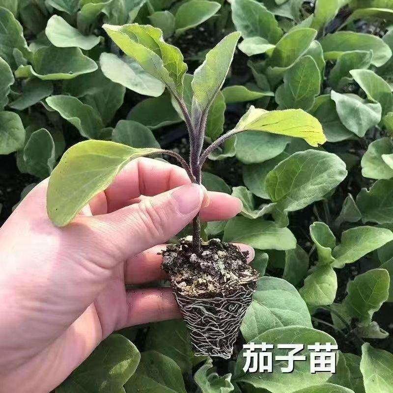 红金刚茄子苗嫁接杭茄1号杭茄2010茄苗广茄子苗包回收