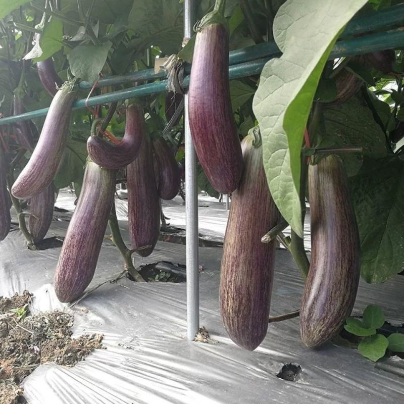 竹丝茄子苗面包茄子苗牛心茄子苗茄子嫁接苗茄子苗包回收