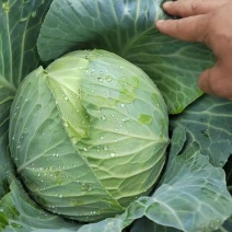 [贵州甘蓝]莲花白圆包菜大量上市品质保证欢迎来电采购