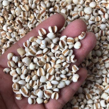 薏仁米贵州优级薏仁米保证质量大量低价批发出厂价