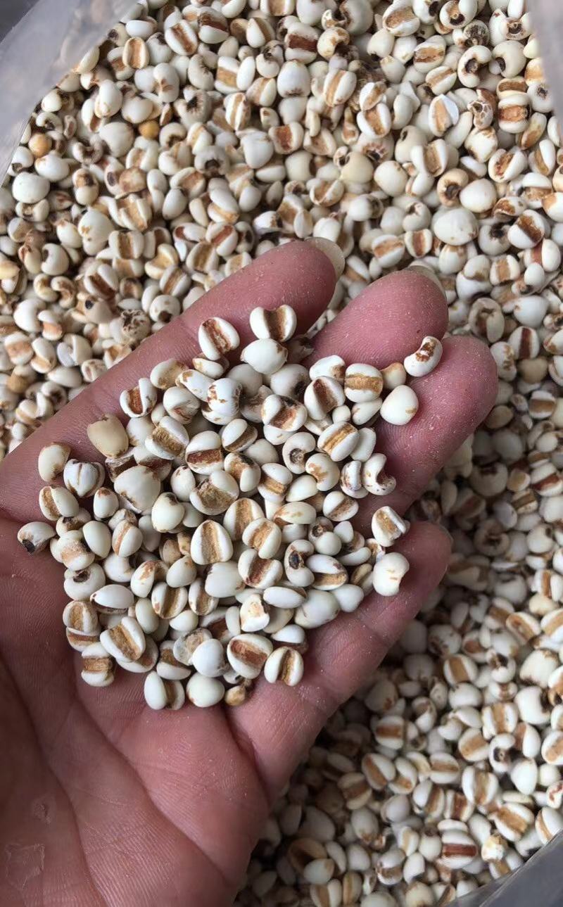 薏仁米贵州优级薏仁米保证质量大量低价批发出厂价