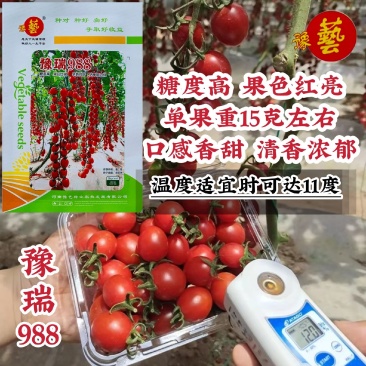 豫瑞988口感粉红番茄种子特甜圣女果樱桃番茄种子糖度高